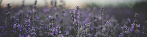 عطور اللافندر