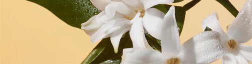 عطور النيرولي